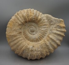 AMMONIT Fossilie Schnecke