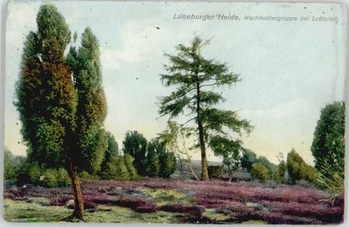 Lutterloh wacholdergruppe - lutterloh,
