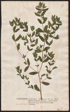 Wolfsmilch spurge Euphorbia