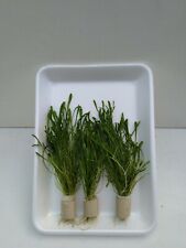 5 Bund Lilaeopsis Neuseeland