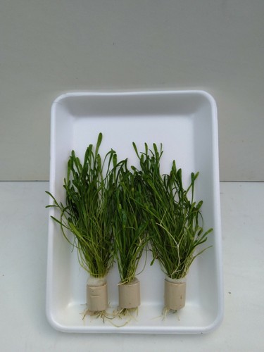 Bund lilaeopsis neuseeland - bund,