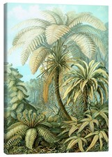 Leinwandbild Farne, Filicinae (Kunstformen der Natur, 1899) - Ernst Haeckel