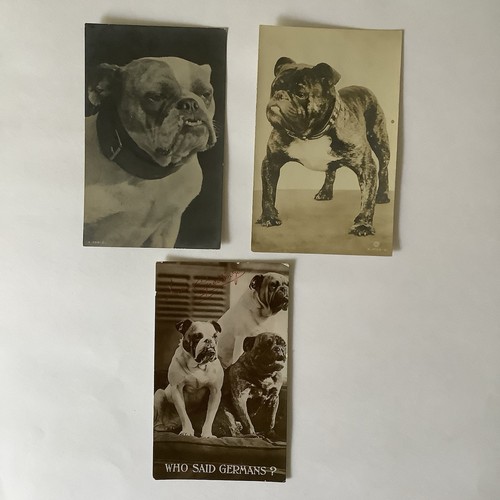 Hunde britische bulldogge rp - britische,