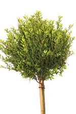Japanische Stechpalme Ilex crenata Twiggy Hochstamm 60 cm