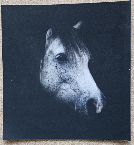 Poster bild pferdeposter - bild,