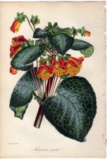 Paxton 1843 Antique botanical