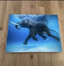 Lumas Foto Bild JODY