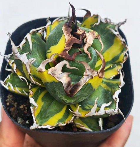 8cm agave titanota magic - 8cm+, 'magic