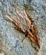 Ordovizium  Cupulocrinus