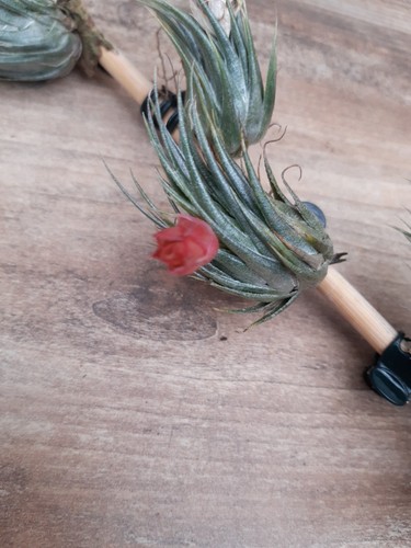 Rarität tillandsia kautzkyi - rarität,