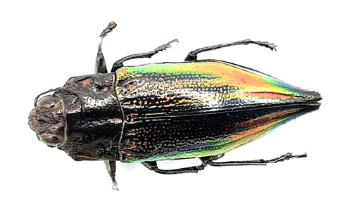Buprestidae cyphogastra - buprestidae,,