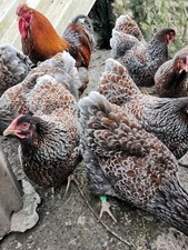 6 Bruteier Wyandotten Gold Blau Gesäumt, Hühner Bruteier