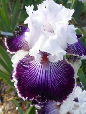 Schwertlilie iris gussied - schwertlilie,,