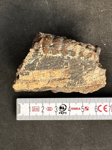 Hadrosaurus kiefer fragment - hadrosaurus,