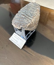Mammut Backenzahn (Mammuthus