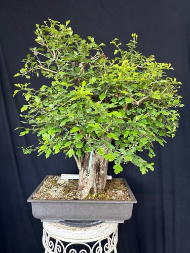 Weißdorn bonsai prebonsai - weißdorn,
