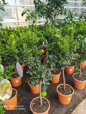 Orangenbaum citrus chinotto - citrus,