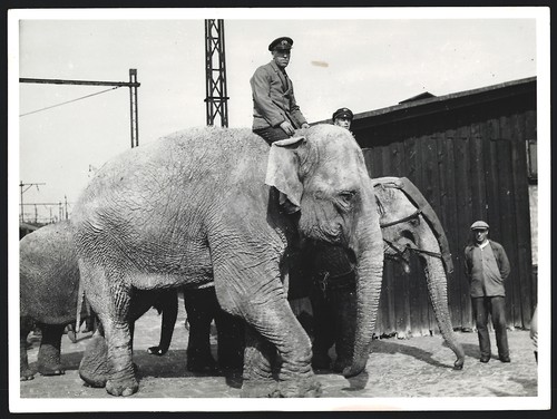 Fotografie alfred wenzel - fotografie,