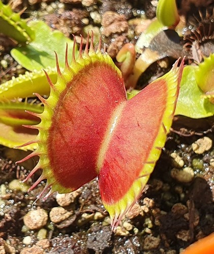 Dionaea muscipula goliath - gj,