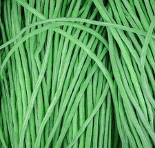 Spargelbohne 90 cm lang Meterbohne Schlangenbohne Bohnen Yardlong Beans 20 Samen