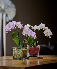 2 Liter Colomi – Substrat für Orchideen, hemmt Schimmel & Schädling