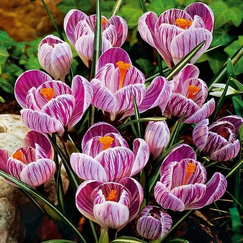 Blumenzwiebeln zwiebeln crocus - blumenzwiebeln,