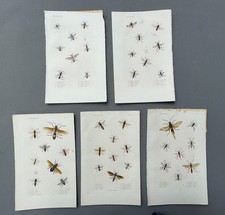 Naturgeschichte entomologie - naturgeschichte,,