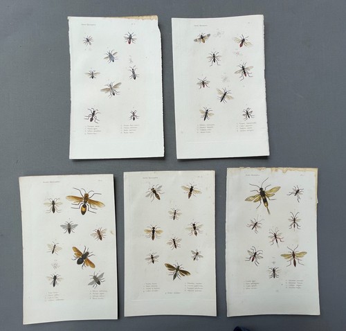 Naturgeschichte entomologie - naturgeschichte,,