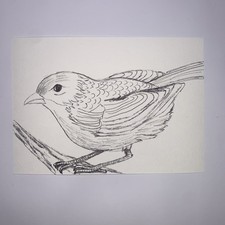 Zeichnung Tier Vogel