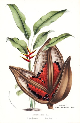 Heliconia bihai america blumen - bihai,