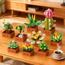 Sukkulenten Blumen Bausteine