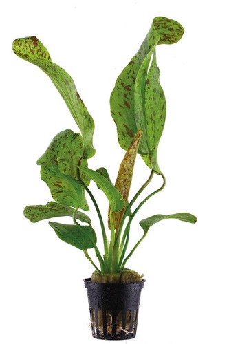 Echinodorus ozelot green - 'ozelot,