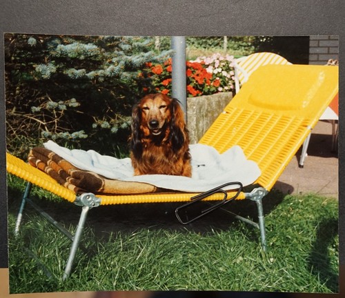 Foto langhaardackel hund - foto,