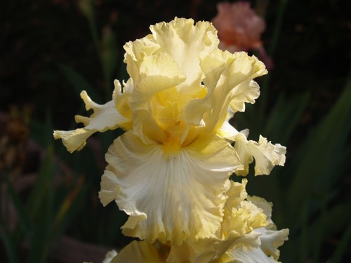 Schwertlilie iris lemon - /,