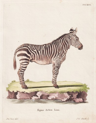 Zebra pferd horse kupferstich - zebra,
