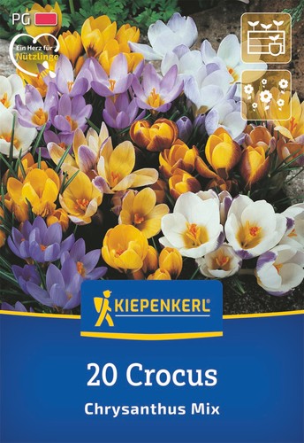 Kiepenkerl botanischer krokus - botanischer,