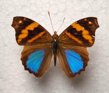 Epiphile orea Male aus Peru Schmetterlinge Entomologie