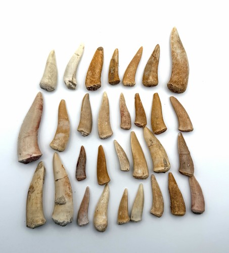 30x original enchodus libycus - 30x,