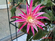 Epiphyllum Blattkaktus "Esther Paetz"   Steckling unbewurzelt ca. 28 cm