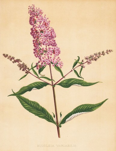 Summer lilac - summer,