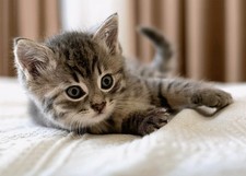 Katzen Baby Decke - Fleece