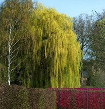 Trauerweide 100 125cm salix - 100-125cm,