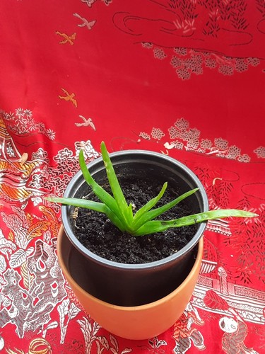 Aloe vera pflanze - ,