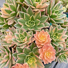 Rare Aeonium Variegated