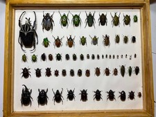 Käfersammlung Käfer Insekten