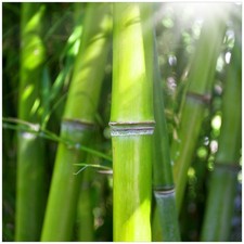 Wallario Glasplatte für Ikea Lack Tisch, 55x55 cm, Motiv: Bambus Sonnenschein