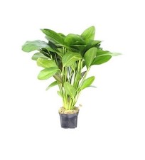 Echinodorus Ozelot XXL - Mutterpflanze Aquarium Pflanze Dennerle 262