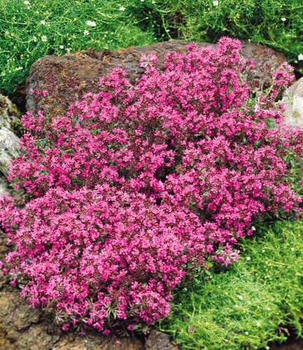 Bodendecker thymian thymus - bodendecker-thymian, 3