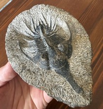 Psychopyge, Marokko, 10 cm