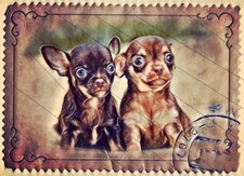 Chihuahua welpe 15 , Welpe